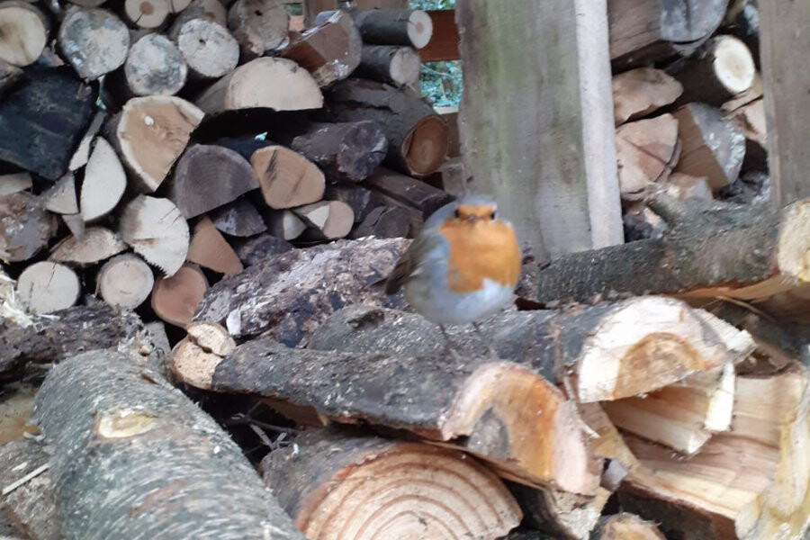 Blogartikel Jan Roelofs, dag lief vogeltje (roodborstje)
