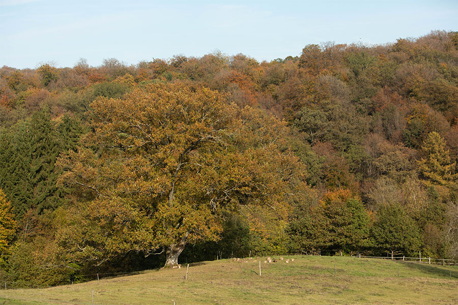 Photo Tips for strengthening your immune system