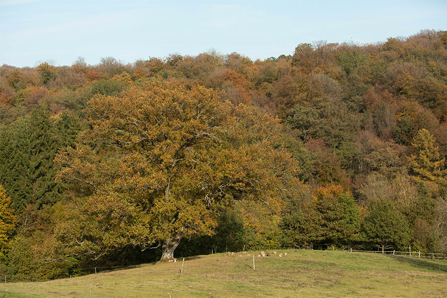 Photo Tips for strengthening your immune system