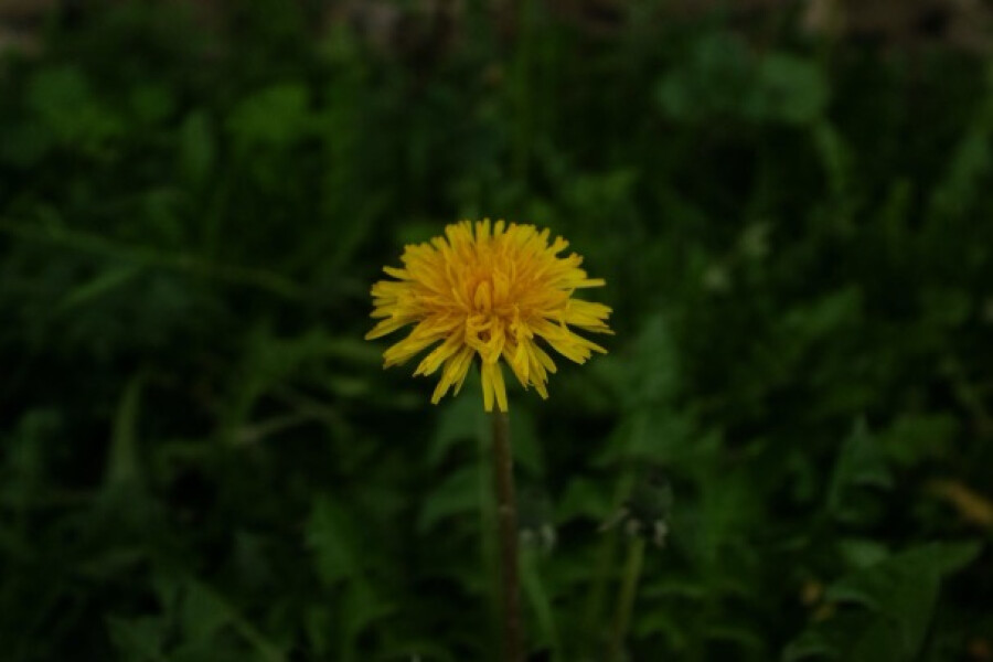 Foto Reinigingsweek (2027)