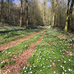 Foto Wandelbegeleiders