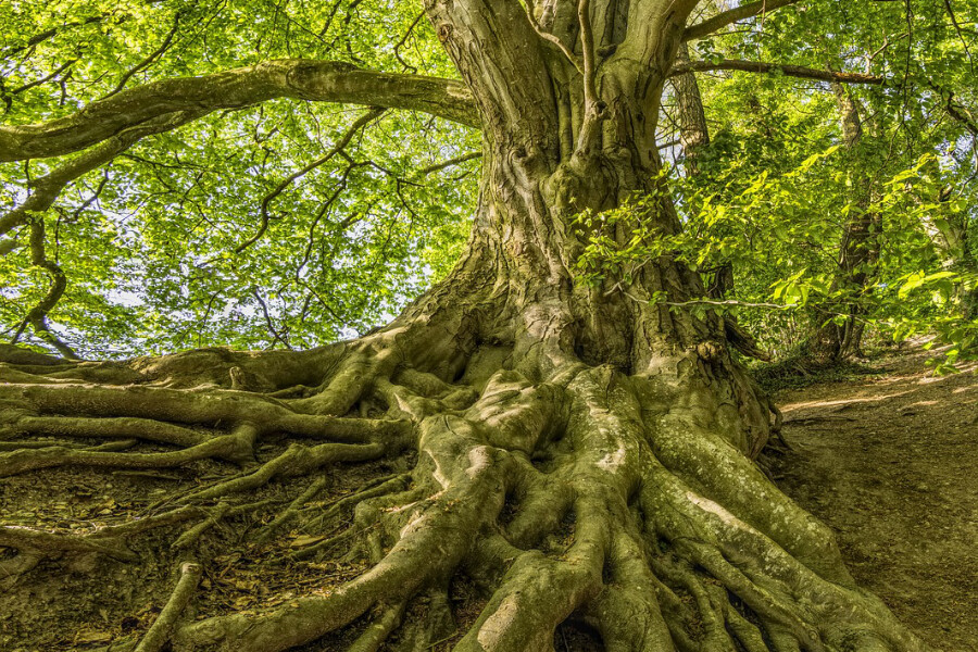 Bare bones - de wortels van open floor dans, cursus Oost West Centrum
