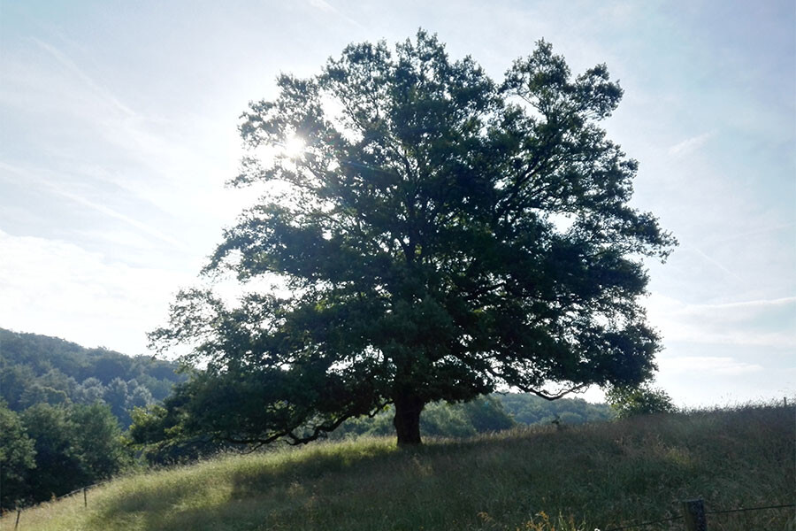 Photo The Work that Reconnects - A return to love