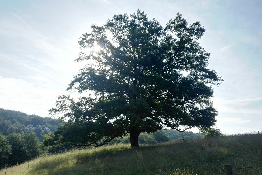 Photo The Work that Reconnects - A return to love