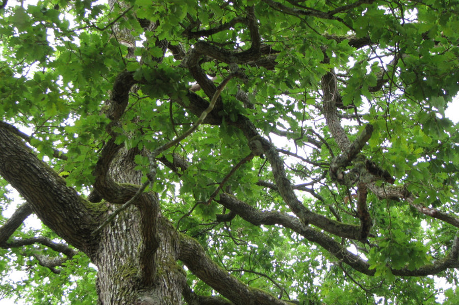 Photo Connecting with the energy of nature: level 1