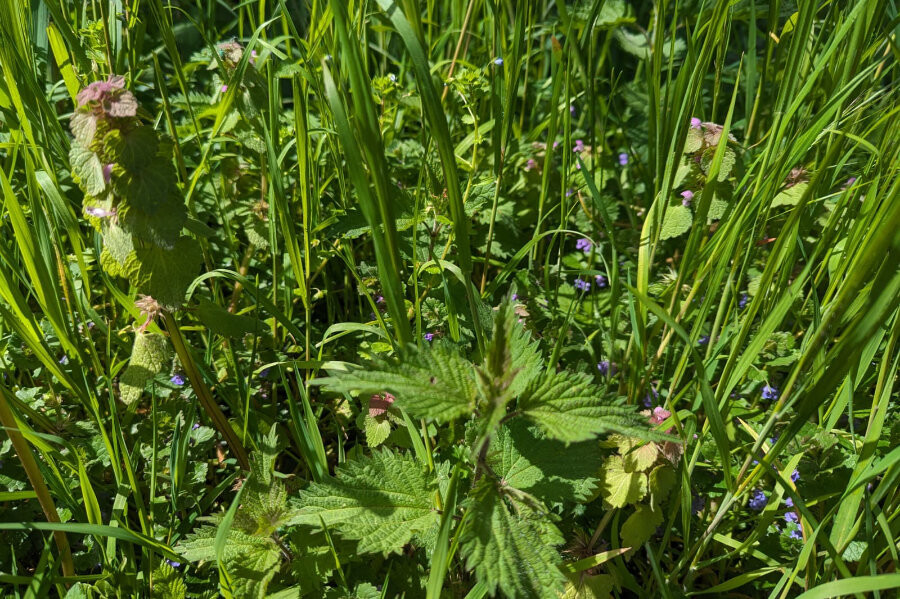 Zeven helende kruiden, cursus Oost West Centrum