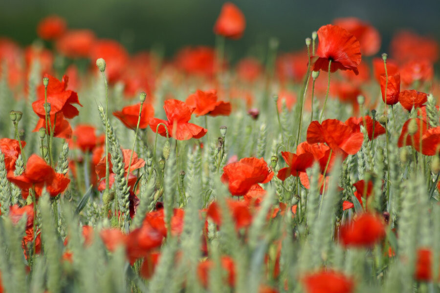 Foto De mythe van de moeder