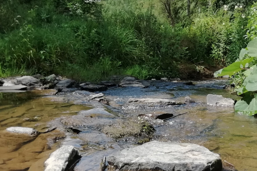 Foto Qigong - proefles ('s avonds)