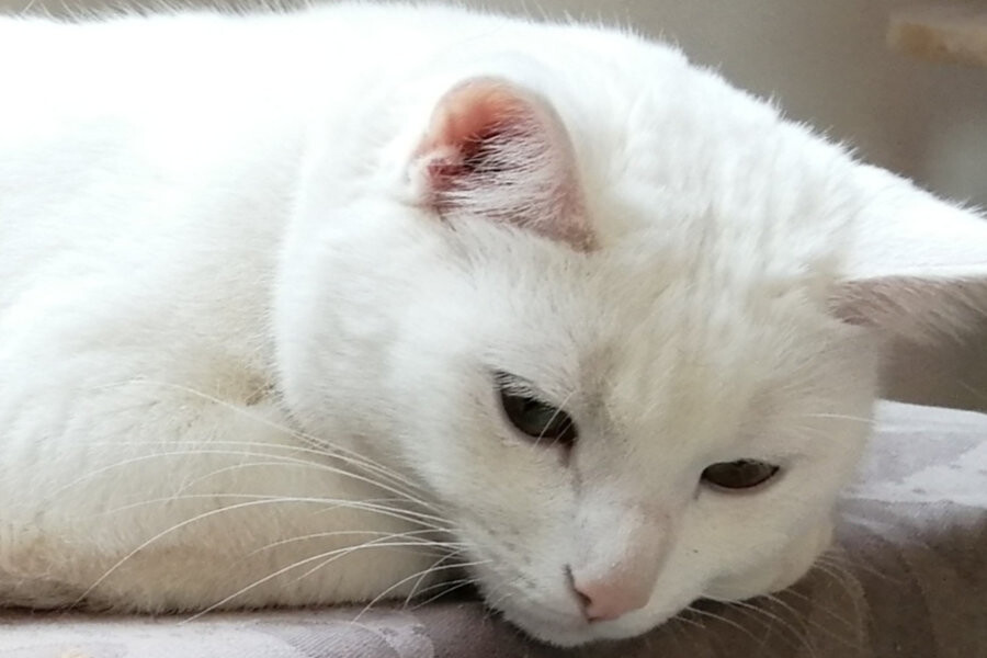 Seiki introductiecursus, Oost West Centrum