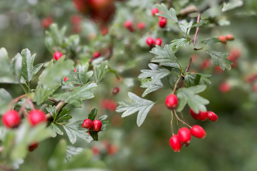 Seizoenskoken met kruiden, cursus Oost West Centrum