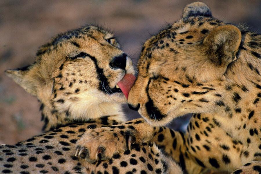 De taal van het hart, cursus Oost West Centrum