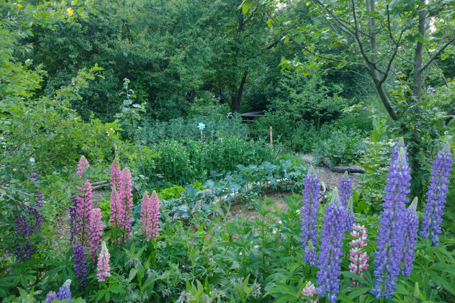 Foto Voedselbos en permacultuurtuin