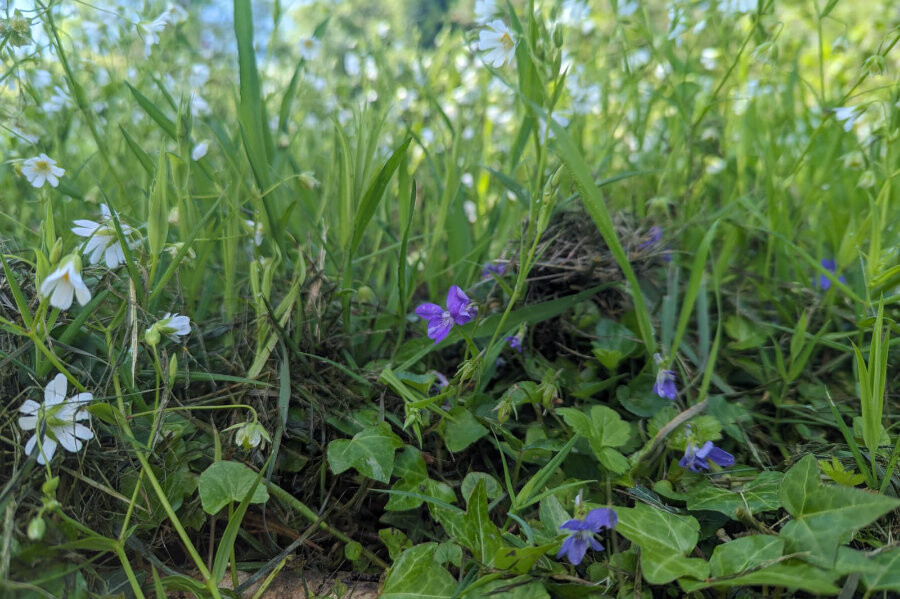 Foto Zelfzorg met kruiden - jaarcyclus