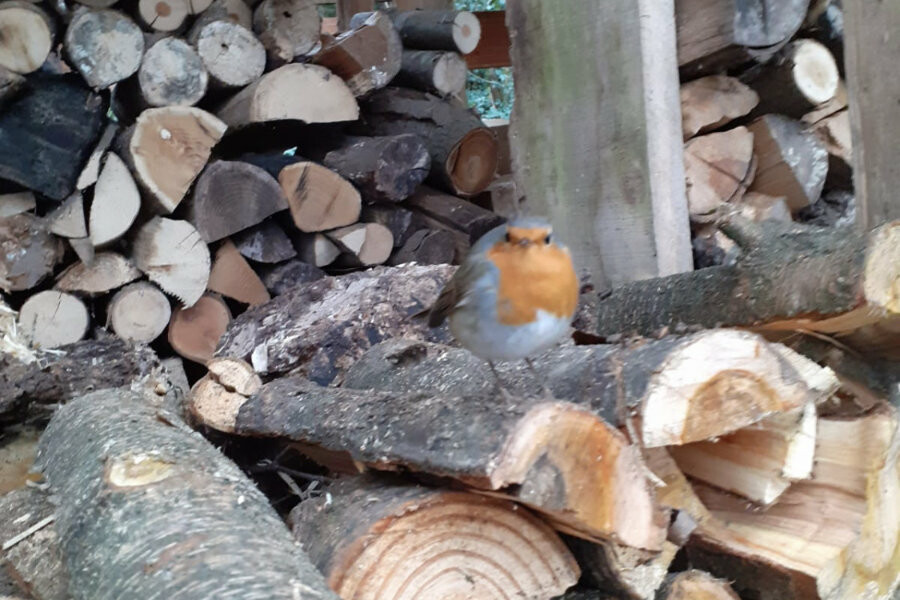 Blogartikel Jan Roelofs, dag lief vogeltje (roodborstje)