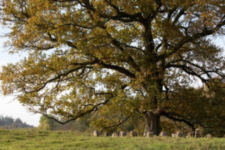 Creëer je eigen ritueel in de natuur, online cursus Oost West Centrum