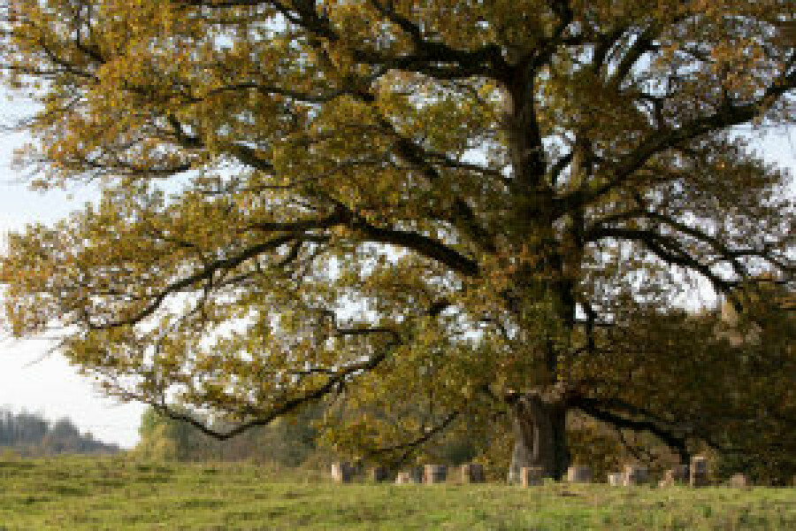 Creëer je eigen ritueel in de natuur, online cursus Oost West Centrum