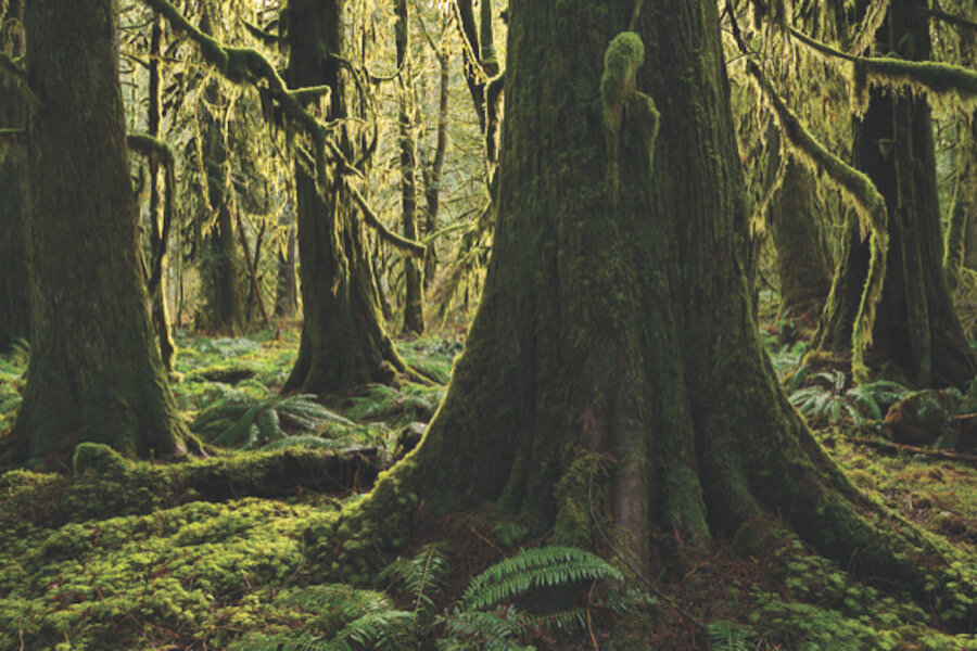 Foto The dance of the wise elder