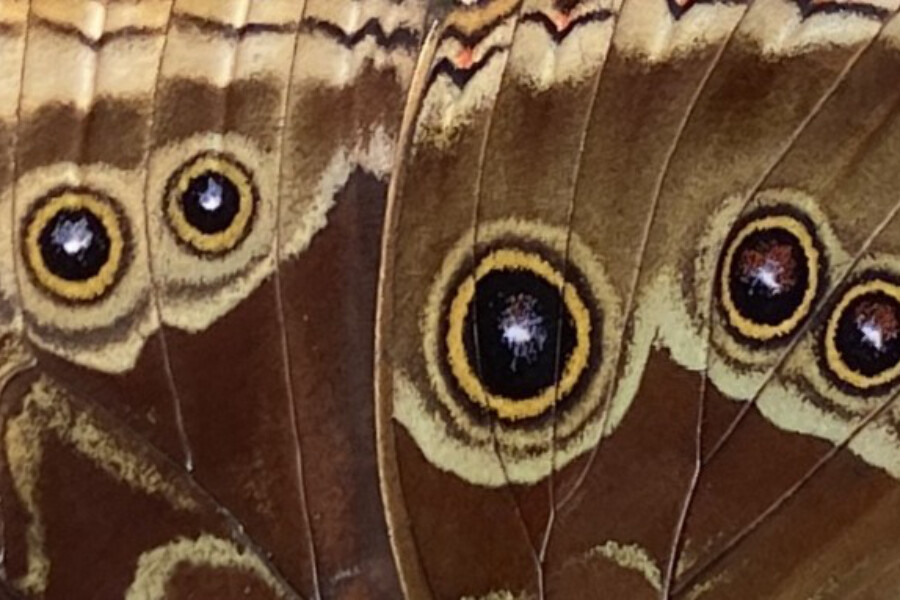 Ongedanst - vrij bewegen op levende klanken, cursus Oost West Centrum