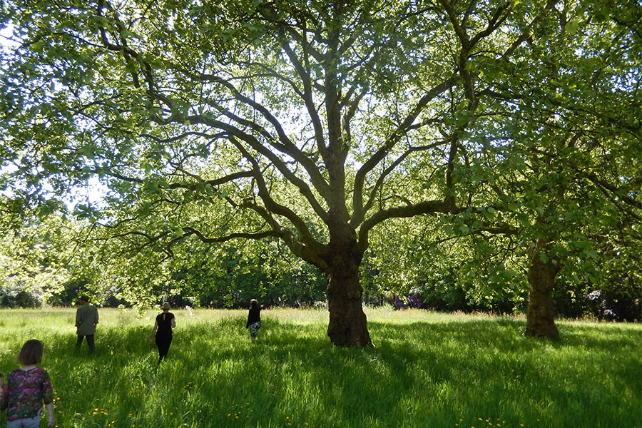 De natuur als healer, cursus Oost West Centrum