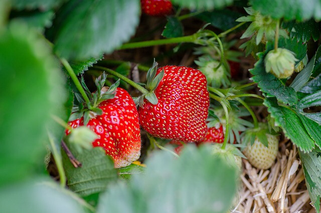 Cursus natuur bij het OWC besteedt aandacht aan wildplukken